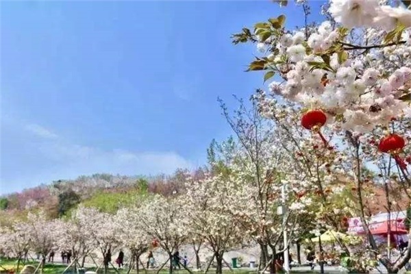 長(zhǎng)沙潯龍河櫻花谷、田漢文化園一日游