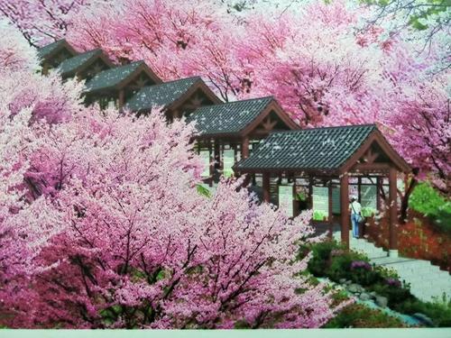 長沙潯龍河櫻花谷、田漢文化園一日游